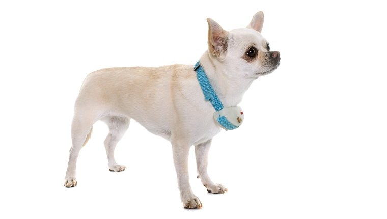 white chihuahua and shock collar in front of white background