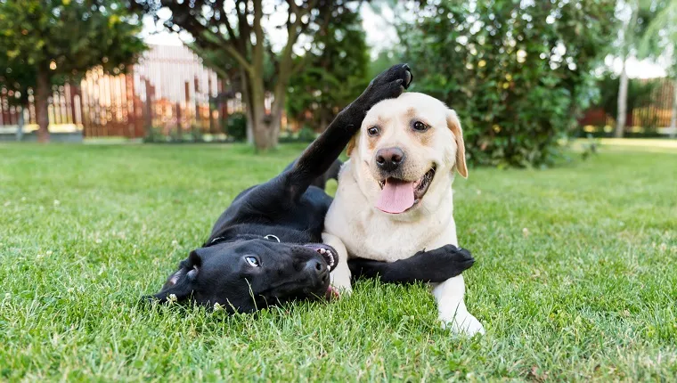 Labrador dogtime 2024