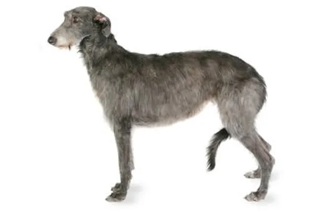 scottish-deerhound