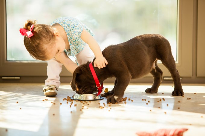 Stop Feeding Puppy Food? - DogTime