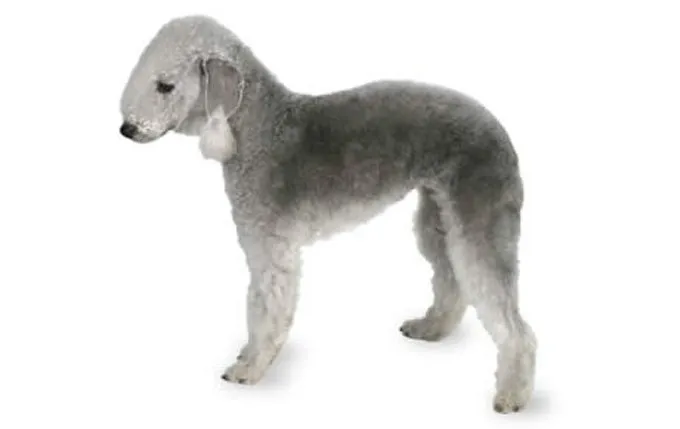 1-small-dogs-bedlington-terrier
