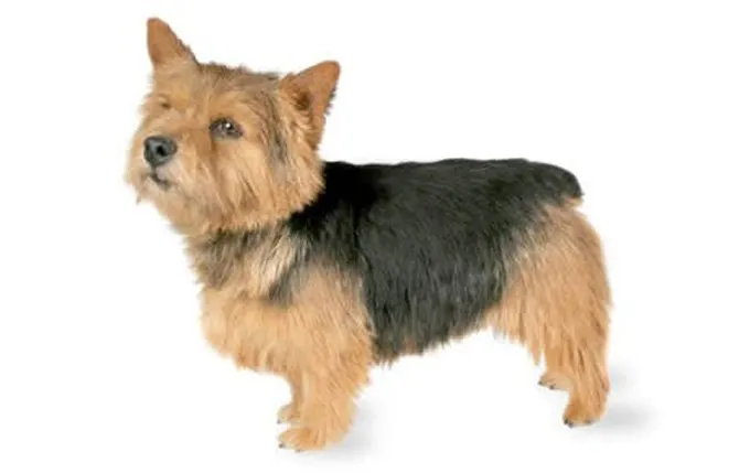 13-small-dogs-norwich-terrier