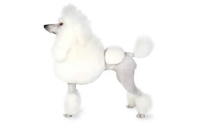 16-small-dogs-poodle