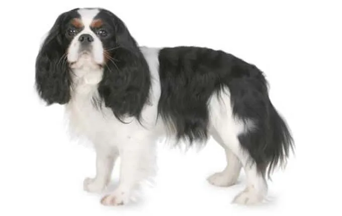 4-small-dogs-cavalier-king-charles-spaniel