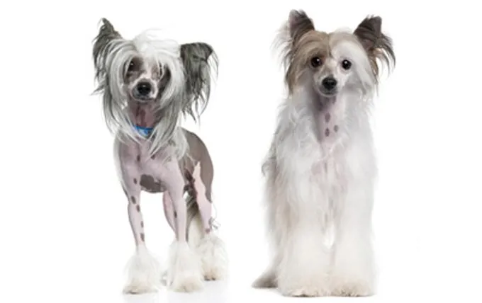 5-small-dogs-chinese-crested