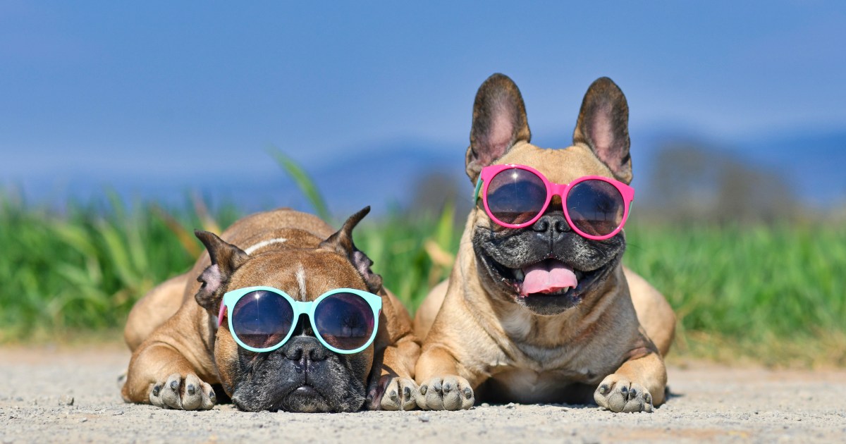 Best Small Dogs for Hot Weather