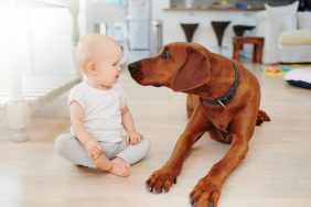 Brown dog meets baby sitting on the floor in their house