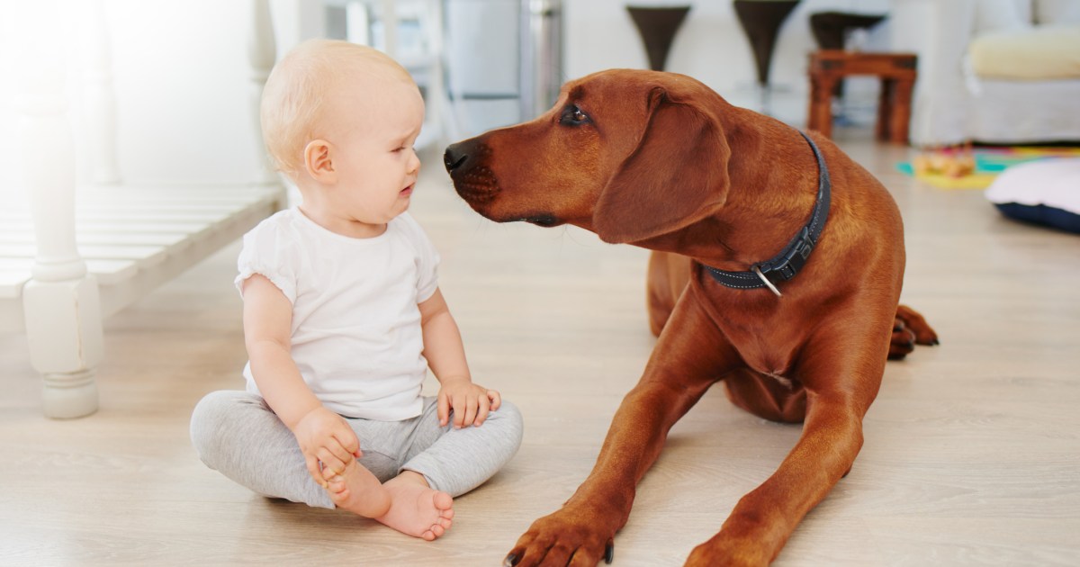 How to Introduce Your Dog to a New Baby