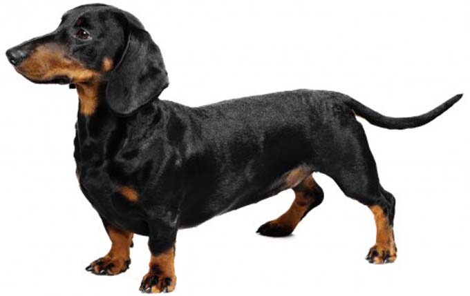 dachshund-dog-breed