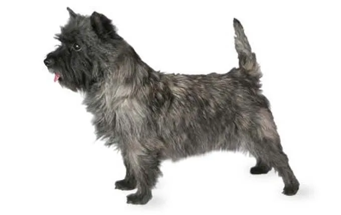 high-energy-small-dog-cairn-terrier