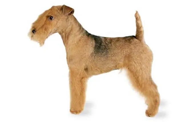 high-energy-small-dog-lakeland-terrier