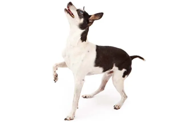 rat-terrier-dog-breed