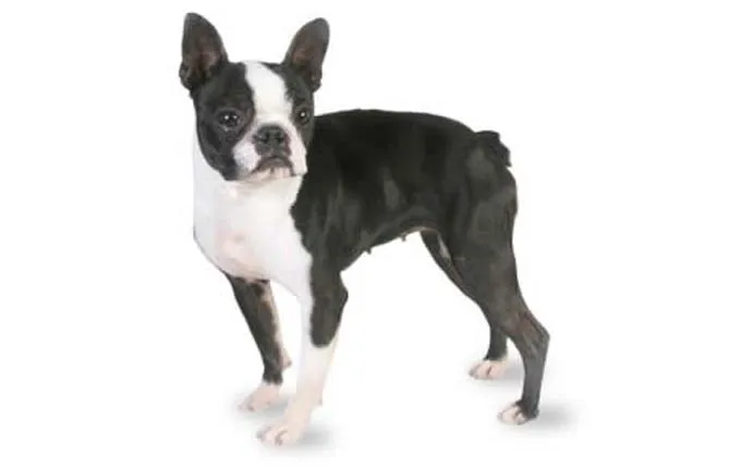 small-dogs-boston-terrier