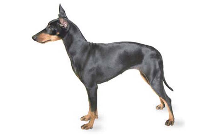 small-dogs-manchester-terrier