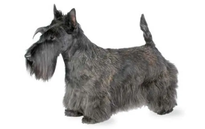 small-dogs-scottish-terrier