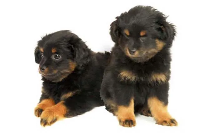 yorkipoo-small-dogs