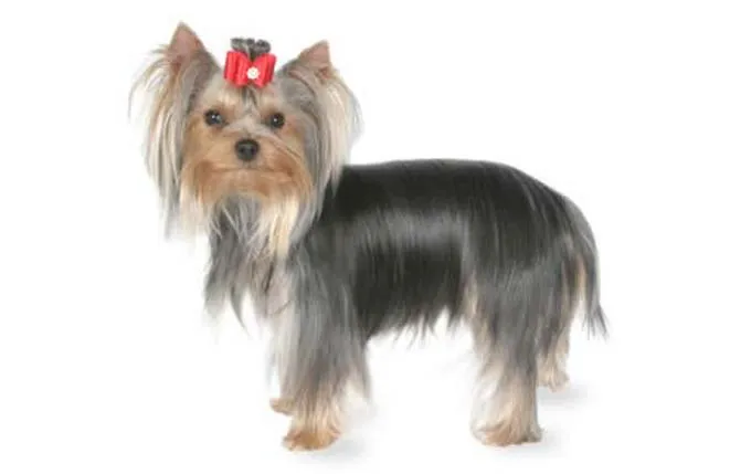 yorkshire-terrier-small dog