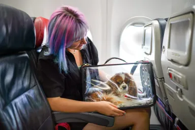 woman with multicolor hair traveling with cocker spaniel on airplane in a clear carrier because she is flying with dogs