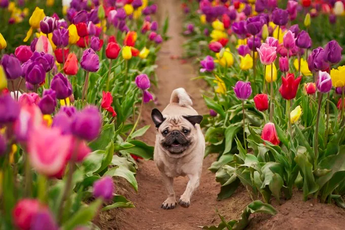 Wallace is a happy pug running through the tulip fields!
