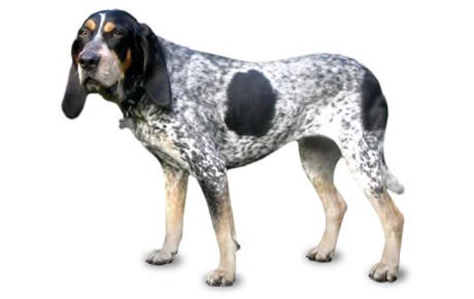 bluetick-coonhound