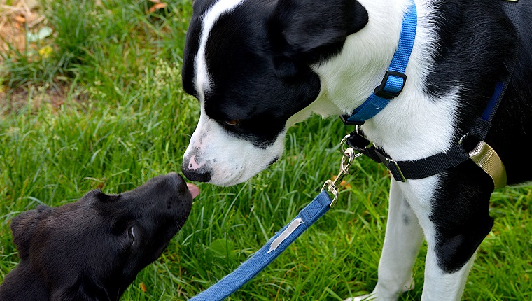 how do you introduce a second puppy to your home