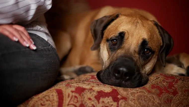 A sad eyed male bull mastiff puppy dog sits with his head tilted beside his female owner on a red couch.