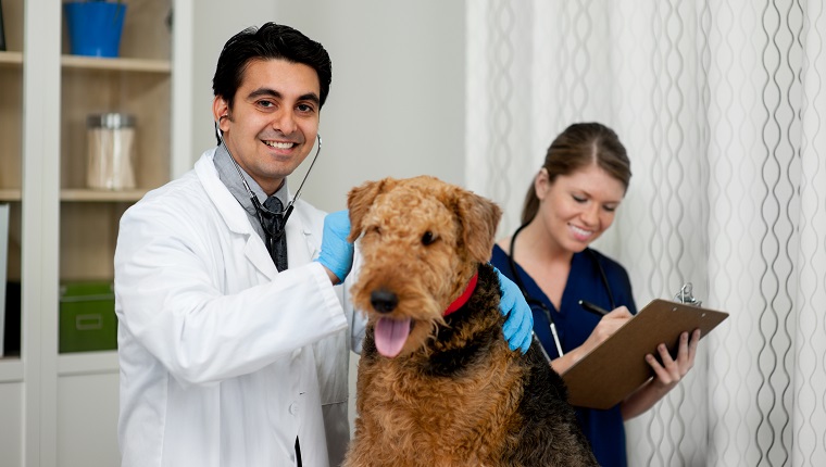 A pet visiting the veterinarian.