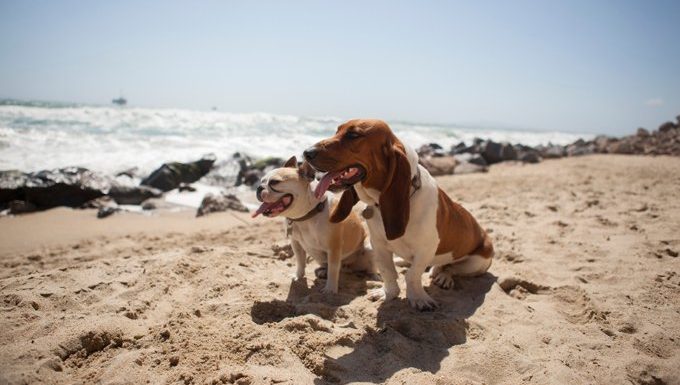 dogs on a beach
