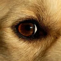 Recognizing and treating dog cataracts - DogTime