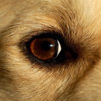 Recognizing and treating dog cataracts - DogTime