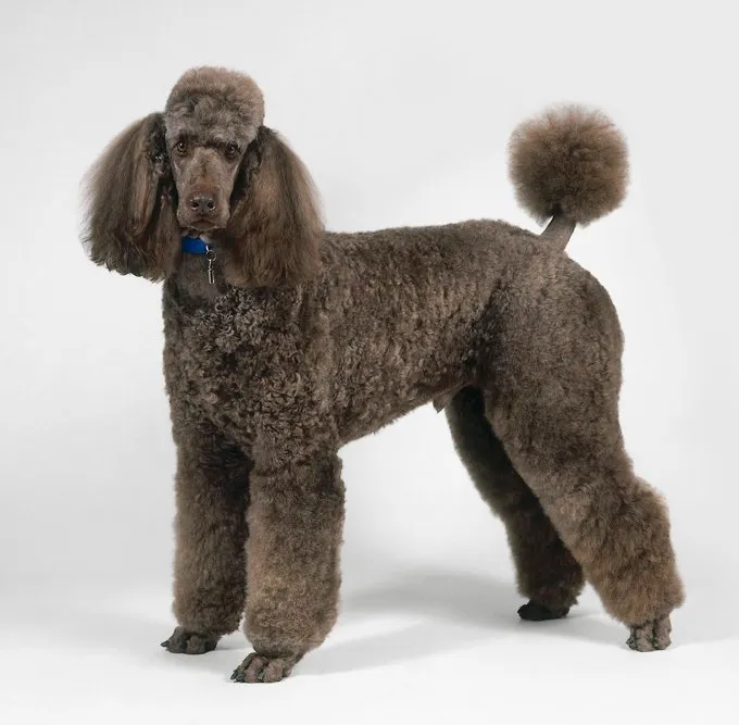 Standard Poodle, side view