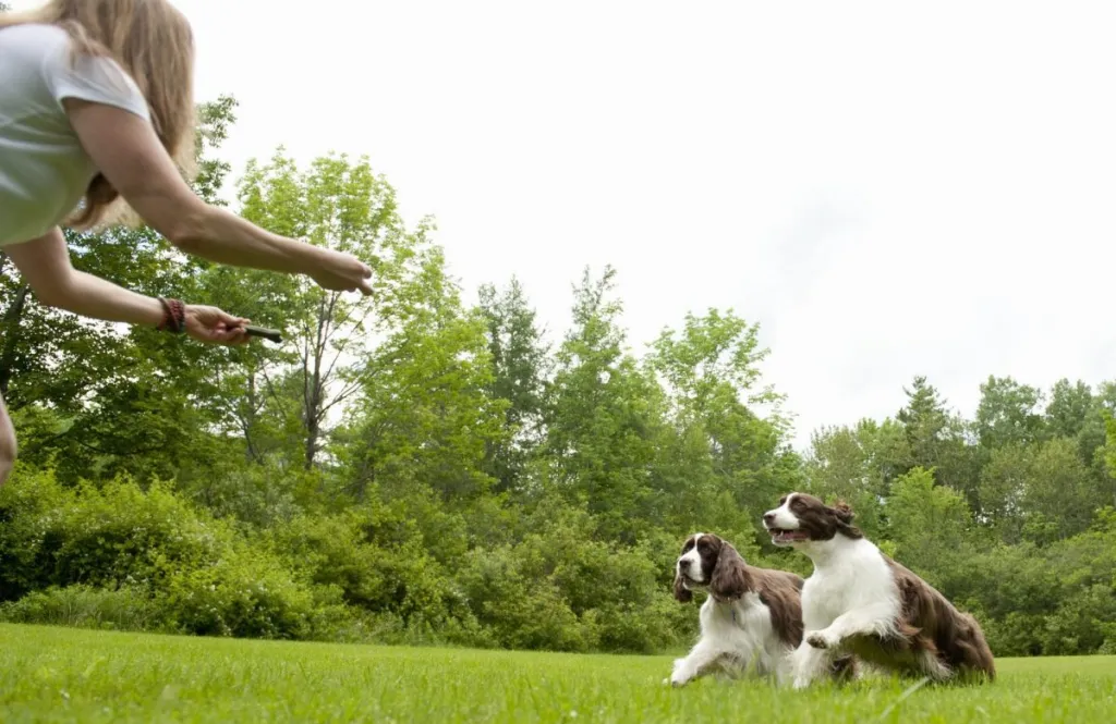 woman practicing recall command with two Cocker Spaniel dogs