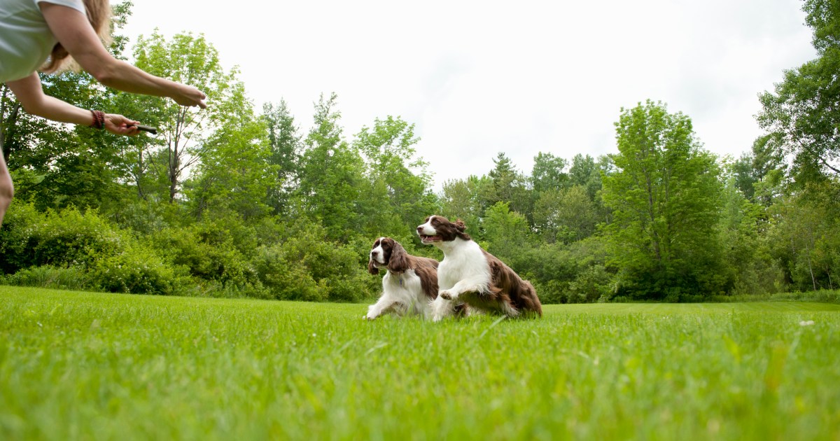 How to Make improvements to Your Dog’s Remember How to Make improvements to Your Dog’s Remember