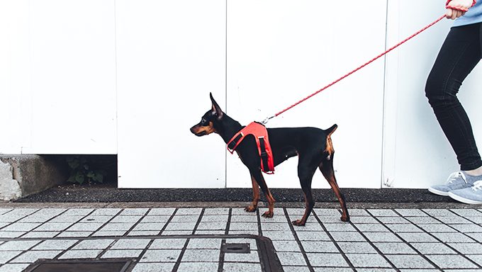 pinscher dog walking on leash