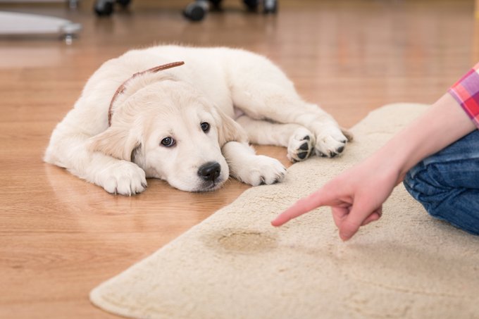 bathroom breaks for dogs? - DogTime