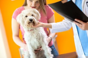 Veterinarian examining sick Maltese dog in vet clinic