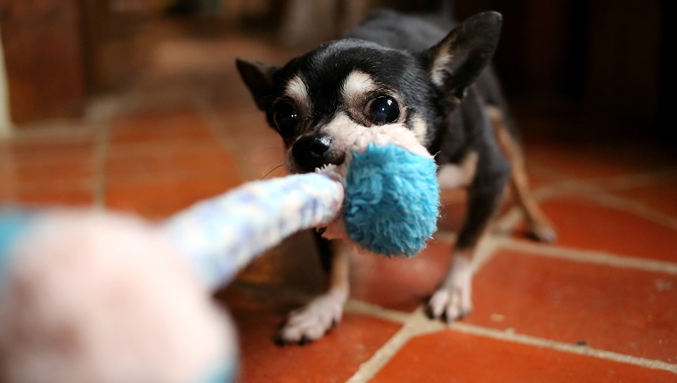 Chihuahua dog tugging rope toy