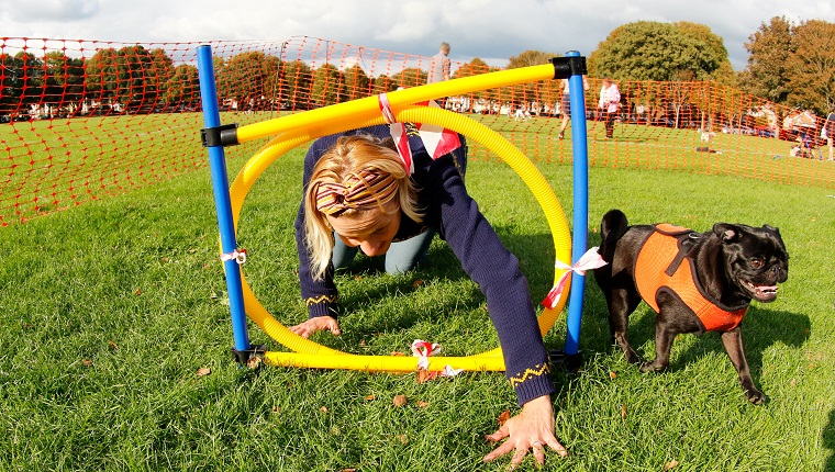 Pet owner tries to encourage her pug to go through obstacle course at Victoria Park, Worthing