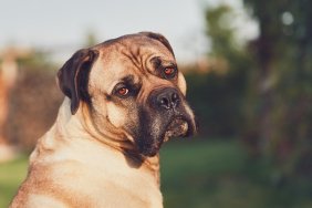 Sad look of the huge dog. Cane corso dog looking at camera. Themes loyalty, lost or desire.