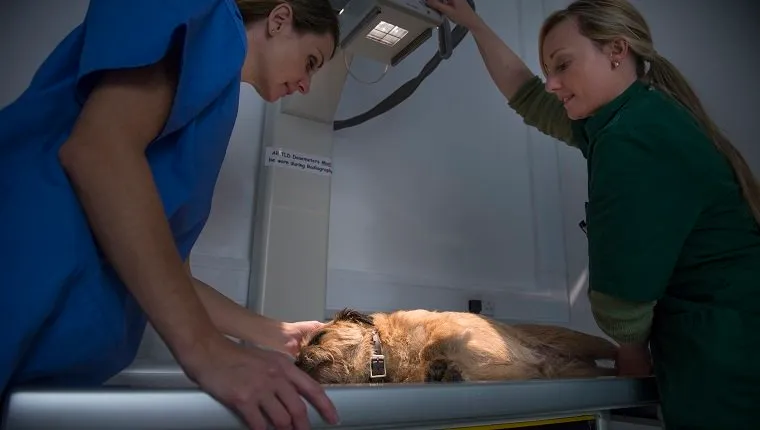 Vets performing xray on dog in veterinary surgery