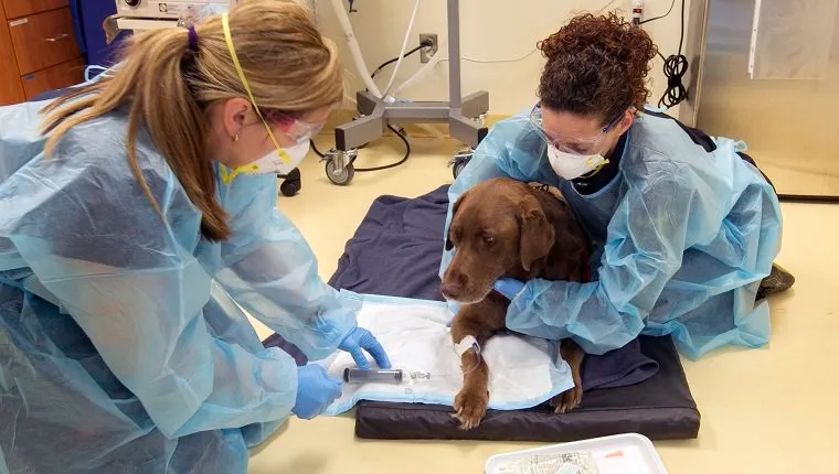 NEWMARKET, ON - MAY 15: Six-year-old chocolate Labrador Retriever, Oliver, is given chemotherapy during visit at 404 Veterinary Referral Hospital in Newmarket. An overview of veterinary care in Canada which kicks off a series of stories by various reporters on such issues as cancer and pet insurance. (Andrew Francis Wallace/Toronto Star via Getty Images)