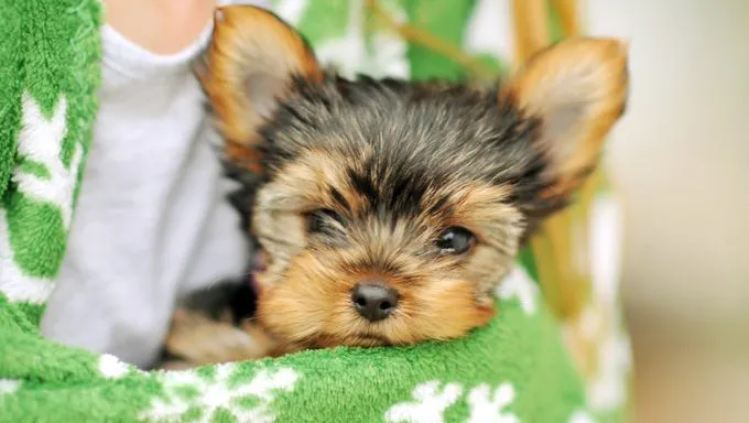 I want to hot sale adopt a yorkie