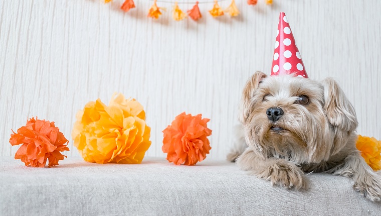 Cute Yorkshire Terrier (Yorkie) Dog in red party hat cap lies on table on the background of festive garland and decor. After party, When the party is over, holiday ended.