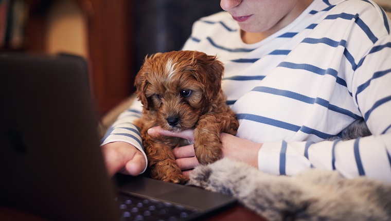 Young woman working on her laptop with a puppy sat on her knee