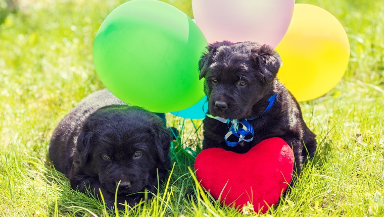 Two little Labrador retriever puppies with toy heart and colorful balloons. Dogs sitting outdoors on the grass in summer