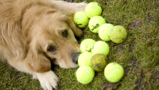 how do you teach a dog to fetch a ball and bring it back