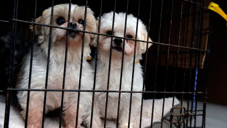 Two Shih Tzus puppies for sale in a crate.