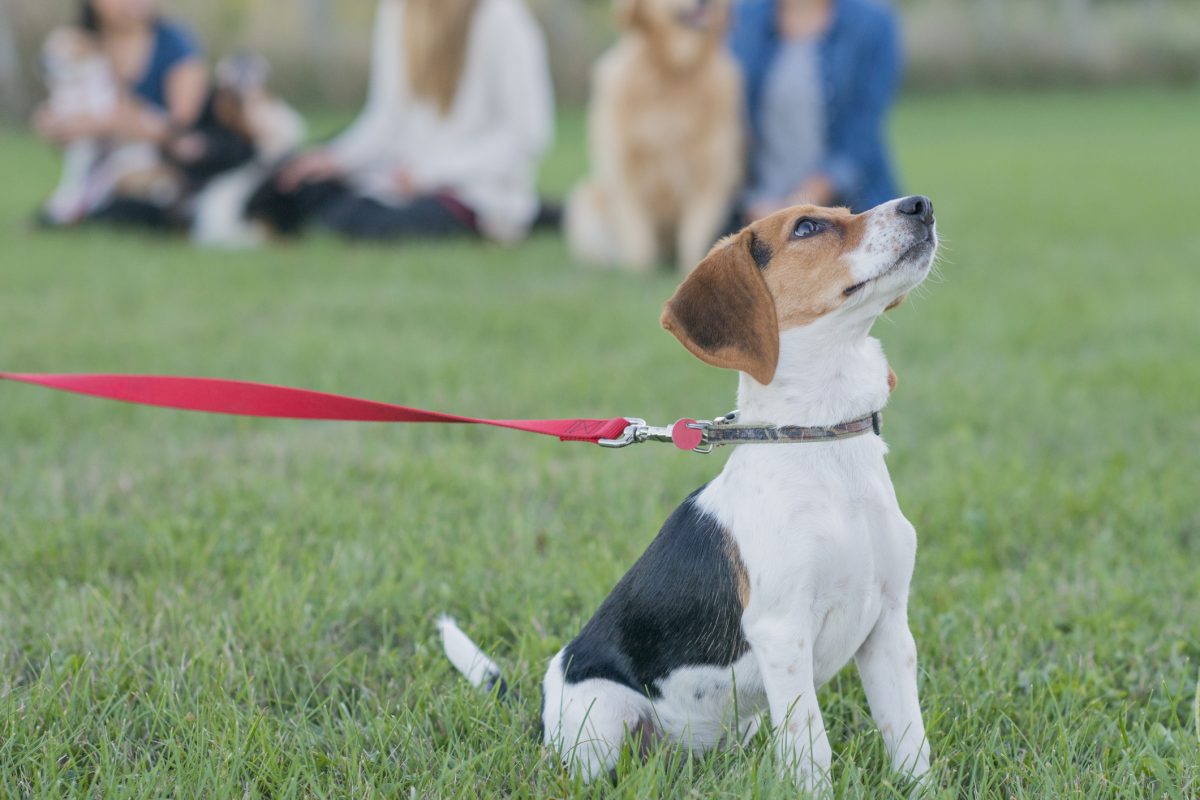 Puppy behavior training store classes