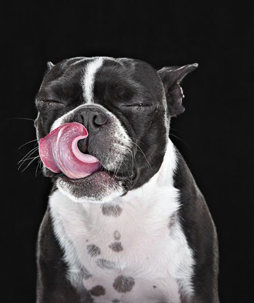 A Dog's Lip Lick (Or The Nose Lick Or The Tongue Flick) DogTime