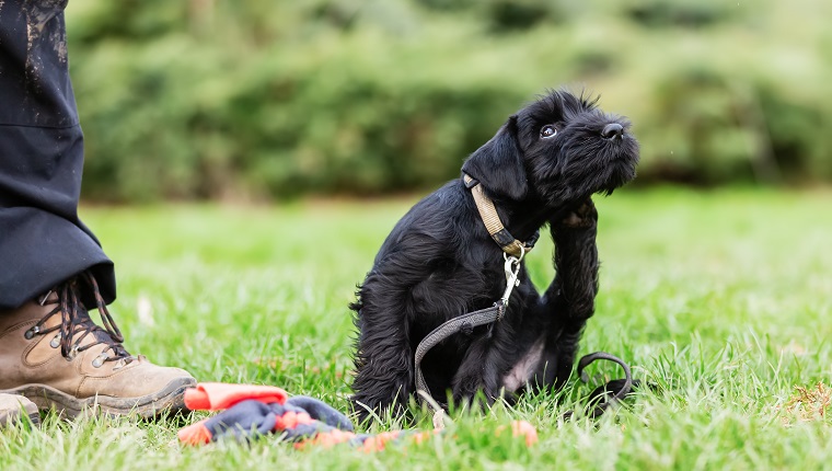 standard schnauzer puppy sitting beside the master on a dog training field scratching behind the ear